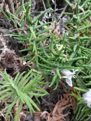 Chloanthes stoechadis