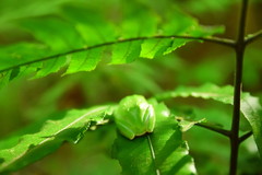 Zhangixalus taipeianus