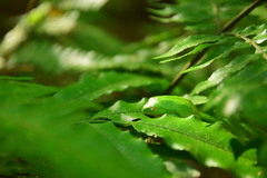 Zhangixalus taipeianus