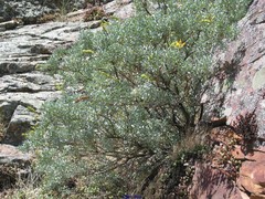 Adenocarpus hispanicus argyrophyllus