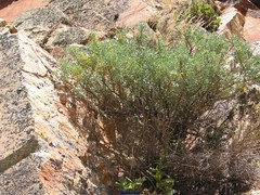 Adenocarpus hispanicus argyrophyllus