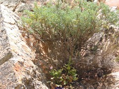 Adenocarpus hispanicus argyrophyllus