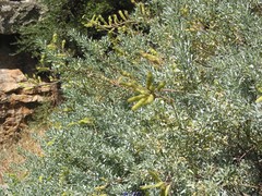 Adenocarpus hispanicus argyrophyllus