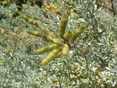 Adenocarpus hispanicus argyrophyllus