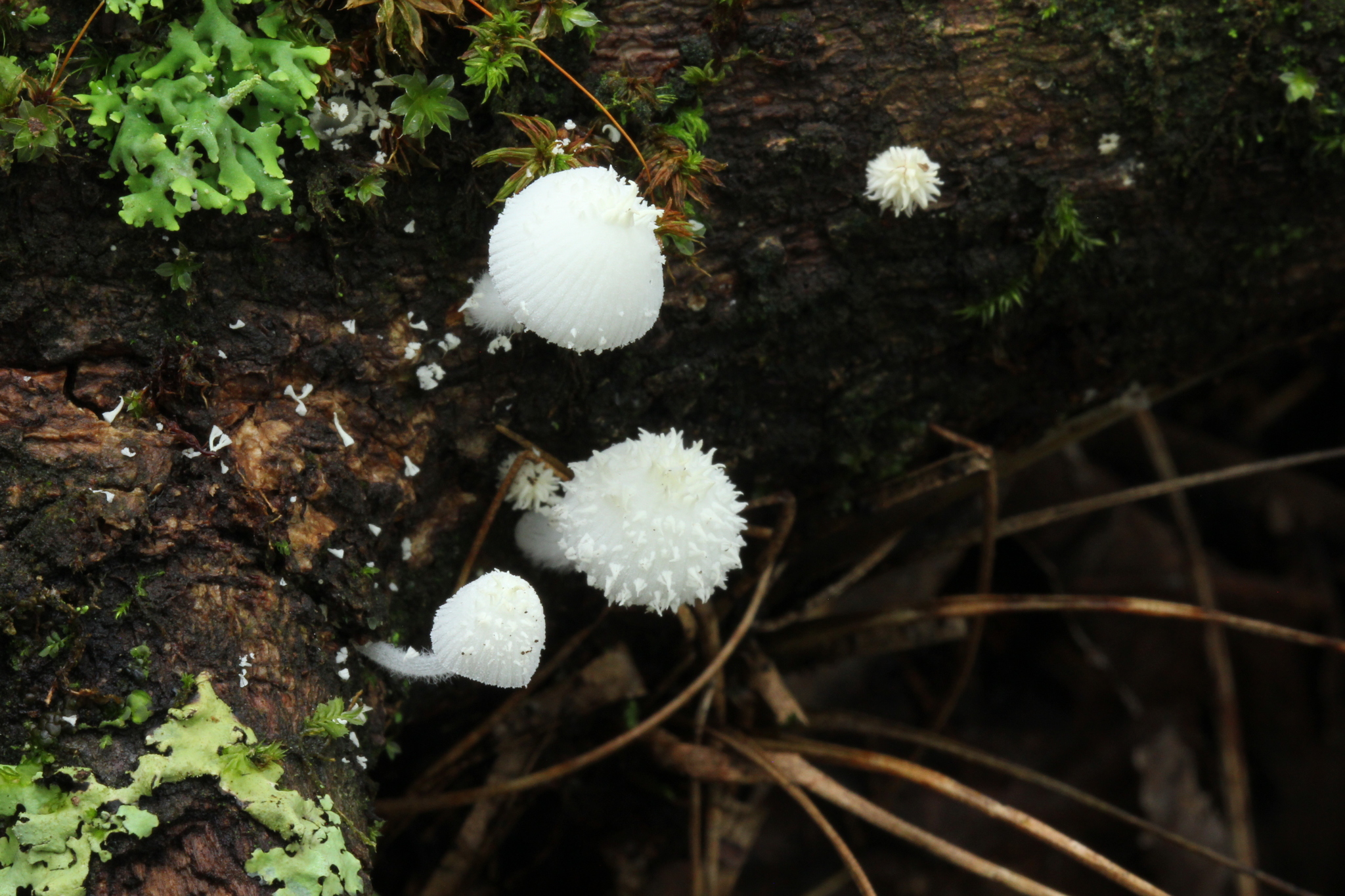 Amparoina spinosissima image