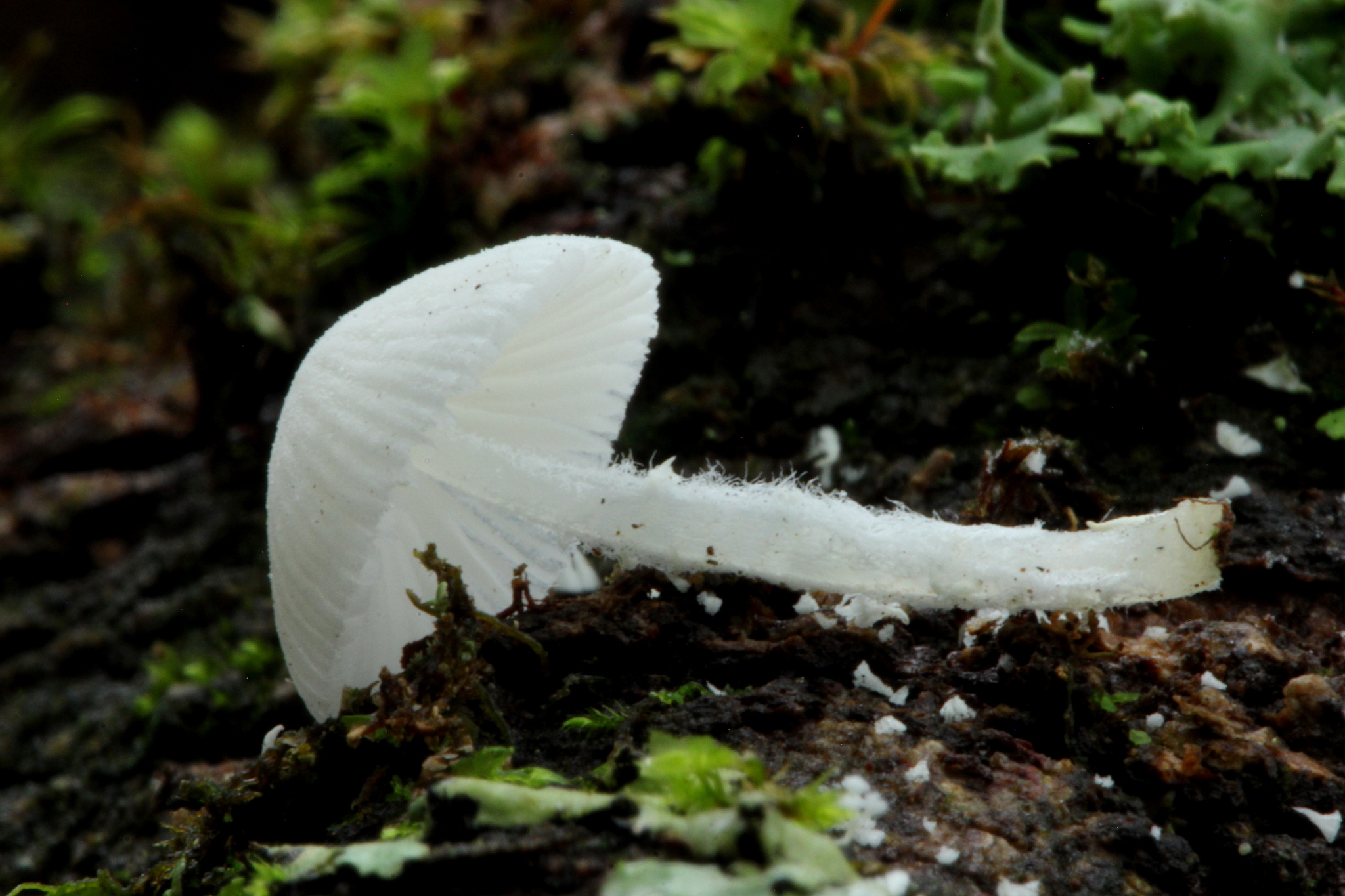 Amparoina spinosissima image