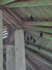 Hipposideros armiger terasensis