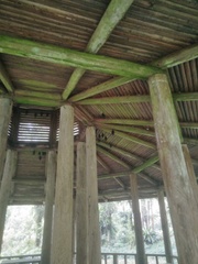 Hipposideros armiger terasensis