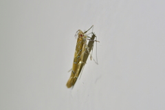 Pyroderces apparitella