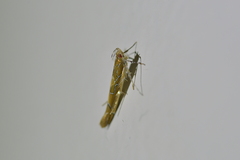Pyroderces apparitella