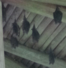 Hipposideros armiger terasensis