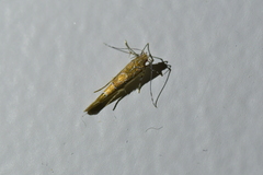 Pyroderces apparitella