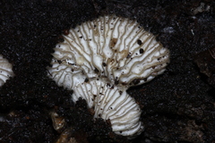 Hypomyces tremellicola