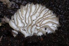 Hypomyces tremellicola