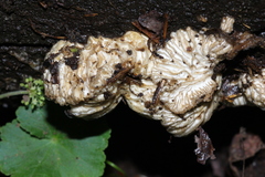 Hypomyces tremellicola