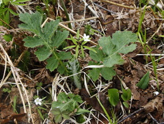 Cirsium kamtschaticum