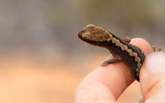 Desert Wood Gecko photo 4