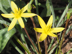 Pauridia serrata serrata