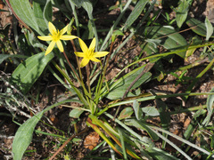 Pauridia serrata serrata