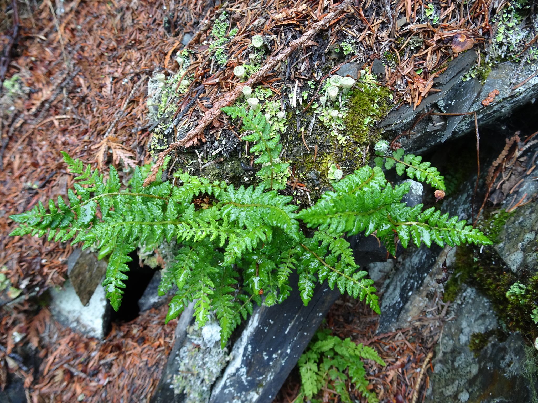 Woodsia X gracilis