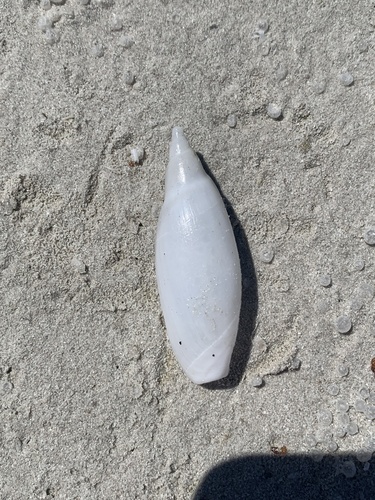 Ancillista muscae observed 2025-10-03
