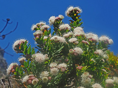 Leucospermum bolusii