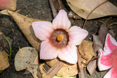 Brachychiton discolor