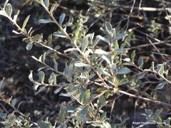 Salix aurita