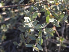 Salix aurita