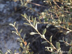 Salix aurita