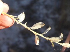 Salix aurita