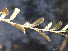 Salix aurita