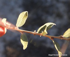 Salix aurita