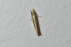 Erechthias stilbella