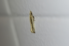 Erechthias stilbella