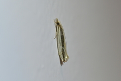 Erechthias stilbella