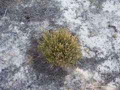 Ortegia hispanica