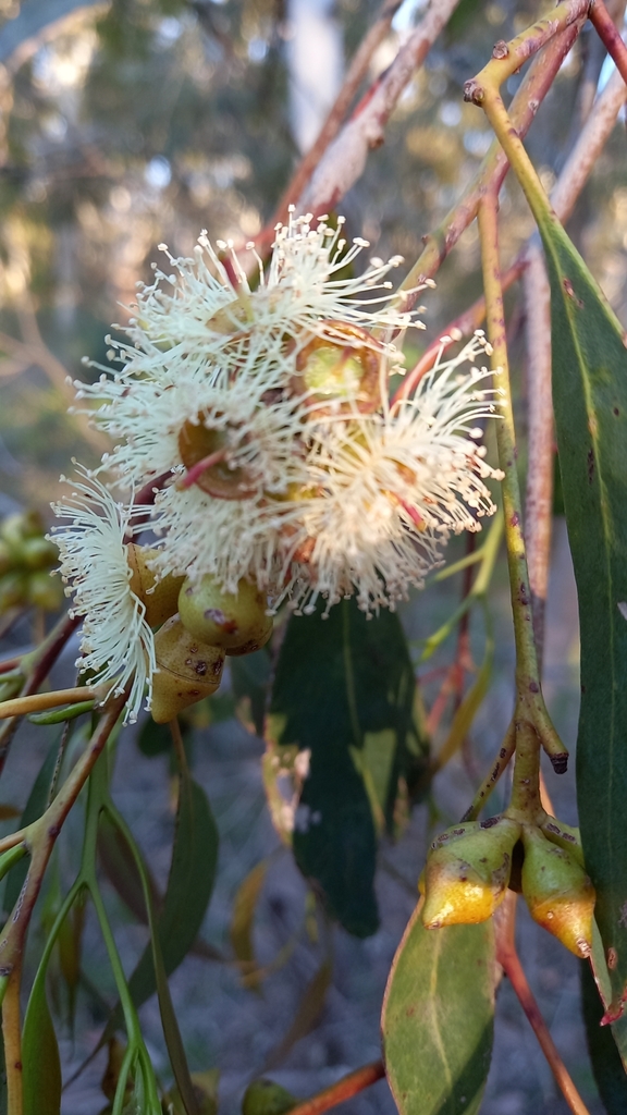 Eucalyptus paludicola Nicolle 2