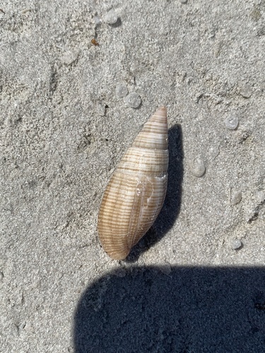 Quasimitra variabilis observed 2025-10-03