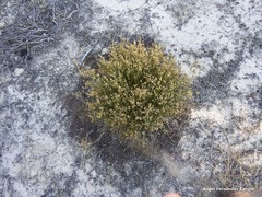 Ortegia hispanica