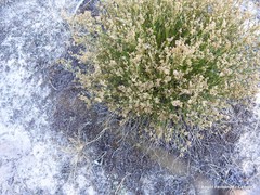 Ortegia hispanica