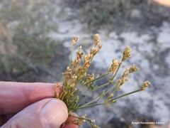 Ortegia hispanica