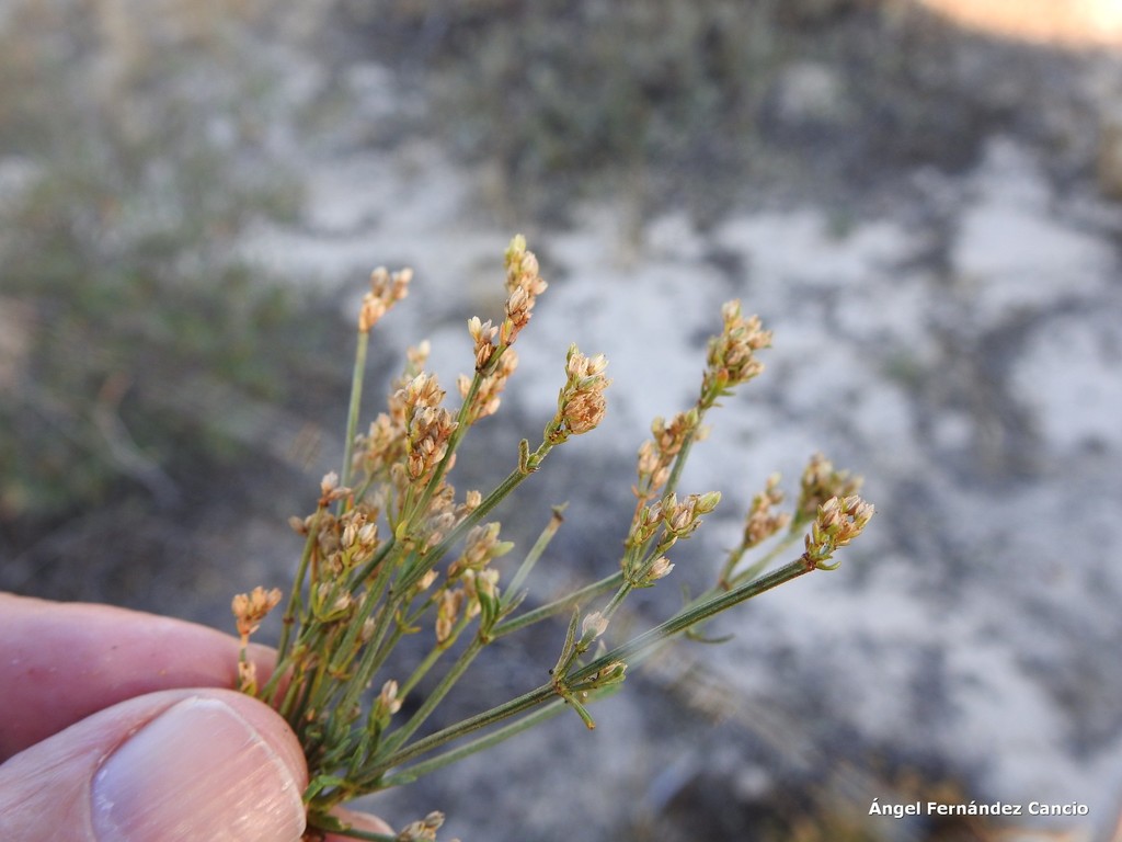 Ortegia hispanica