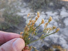 Ortegia hispanica