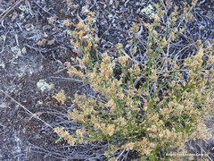Ortegia hispanica