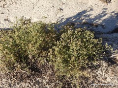 Ortegia hispanica