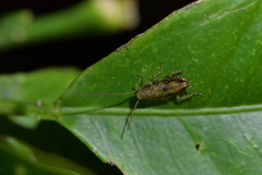 Parellipsidion latipenne