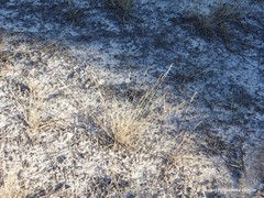 Corynephorus canescens