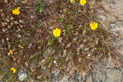 Crepis bellidifolia
