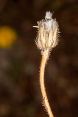 Crepis bellidifolia